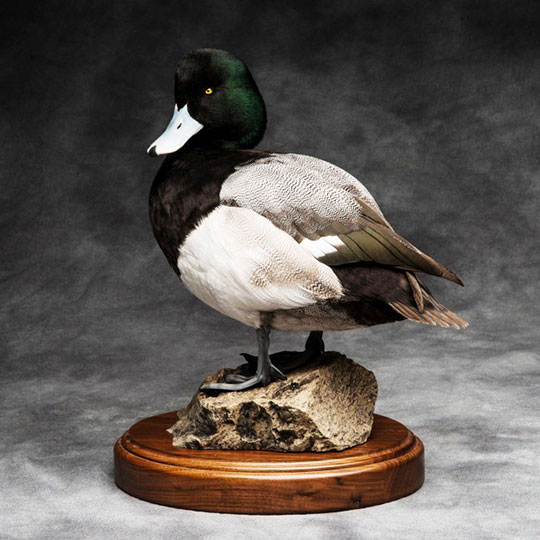 13Greater_scaup_professional_taxidermy_mount_on_walnut_flat_round_base