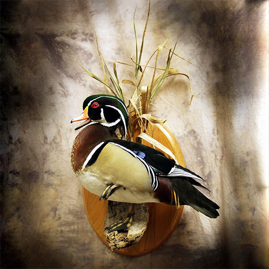 30Oval-Taxidermy-Plaque-Cherry-Wood-Duck-Mount