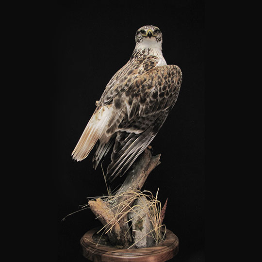 34Professional_taxidermy_mount_with_bird_of_prey