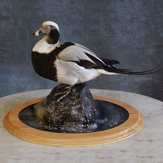 35Professional_taxidermy_mount_with_duck