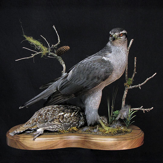 36Professional_taxidermy_mount_with_falcon