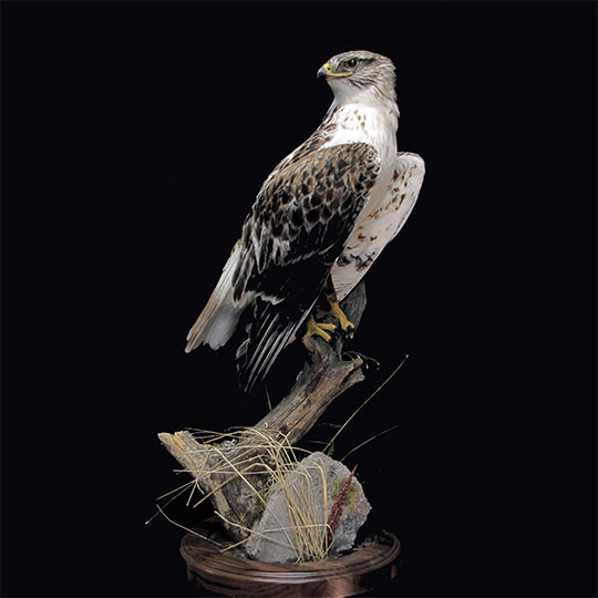 37Professional_taxidermy_mount_with_hawk_on_branch