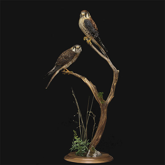 39Professional_taxidermy_mount_with_hawks