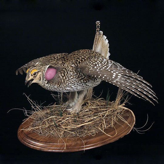 40Professional_taxidermy_mount_with_hen