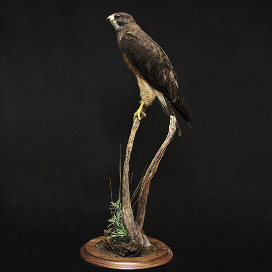 42Professional_taxidermy_mount_with_perched_hawk