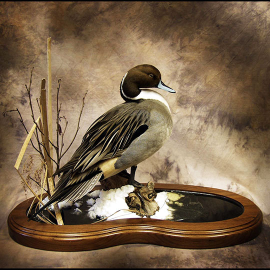 60Thick-Multi-Use-Walnut-Taxidermy-Base-Pintail-Mount