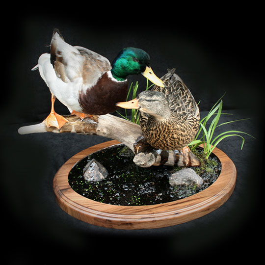 61Thick-Oval-Walnut-Taxidermy-Base-Duck-Mount