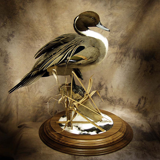 73Two-Tier-Round-Walnut-Taxidermy-Base-Pintail-Mount