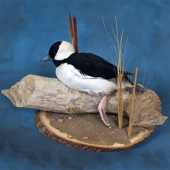 Basswood-Country-Round-Taxidermy-Bufflehead-Mount-2
