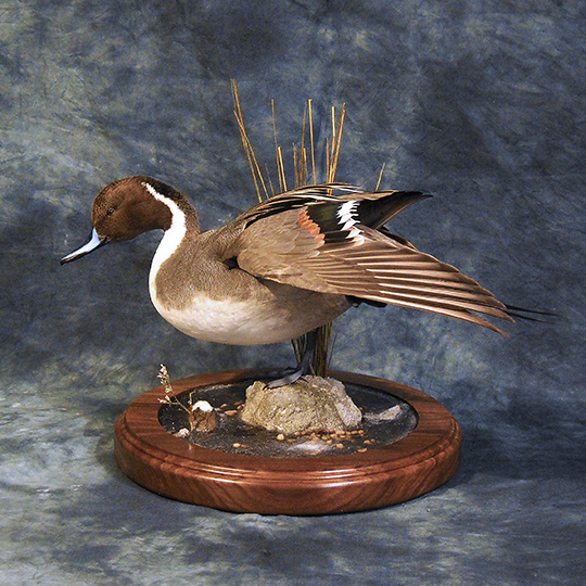 Bo-Nielsen-Flight-feather-Taxidermy-Pintail-Mount