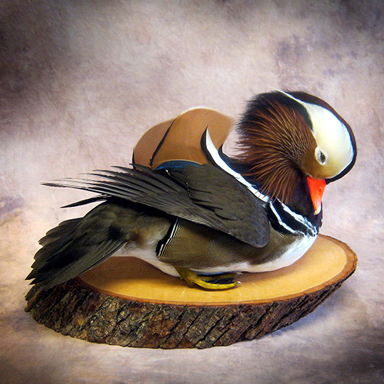 Reversible-Thick-Basswood-Country-Round-Base-Mandarin-Mount