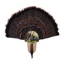 Turkey-Display-Kit-Mount-Taxidermy