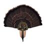 Oak_Turkey_Display_Kit_with_Image_Enhancement_Mounted_Taxidermy_40174