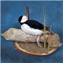 Buffelhead&#32;Taxidermy&#32;mount&#32;on&#32;Basswood&#32;Country&#32;Round&#32;