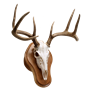 Deluxe-Euro-Skull-Taxidermy-Display-Kit-Cherry-Wall-Mount