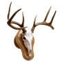 Deluxe-Euro-Skull-Taxidermy-Display-Kit-Oak-Wall-Mount