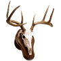 Deluxe-Euro-Skull-Taxidermy-Display-Kit-Walnut-Wall-Mount
