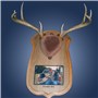 Antler&#32;Mount&#32;Personalized&#32;Kit&#32;Taxidermy&#32;Deer&#32;Hunting