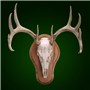 Euro&#32;Plaque&#32;Taxidermy&#32;Mount&#32;