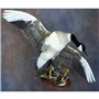  Canada Goose | Mount by Eugene Streekstra–Wildfowl Unlimited | Walnut Round Base and Universal Disp
