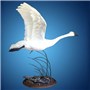 Oval-Taxidermy-Base-Walnut-Pike-Mount