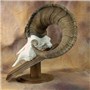 Side_view_of_Walnut_taxidermy_display_with_sheep_skull_mount