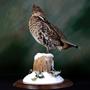 Grouse&#32;&#124;&#32;Mount&#32;by&#32;Travis&#32;Mcleod&#8211;Waterfowl&#32;Taxidermy&#32;&#124;&#32;Walnut&#32;Round&#32;Base