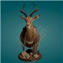 Universal-Taxidermy-Display-Bracket-Walnut-Impala-Mount