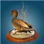 Gadwall&#32;&#124;&#32;Mount&#32;by&#32;Chris&#32;Bailey&#8211;North&#32;Texas&#32;Waterfowl&#32;Studio&#32;&#124;&#32;Walnut&#32;Round&#32;Base