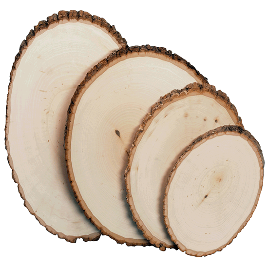 Basswood Country Round&#174; wood panel with natural bark edging. Perfect for use in taxidermy mounts 