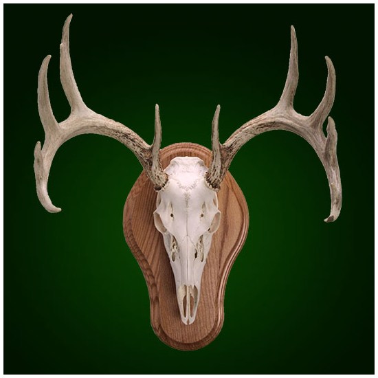 Dark Oak Deer European Skull Mount Plaque 