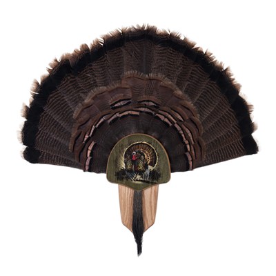 Oak_Turkey_Display_Kit_with_Image_Enhancement_Mounted_Taxidermy_40174