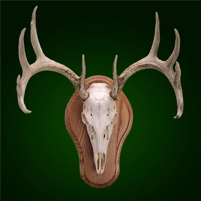 Large Elk European Mount Skull  Plaque 