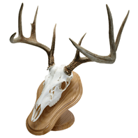 Deluxe Euro Skull Display Kit