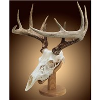 Solid Oak Skull Mount Kit