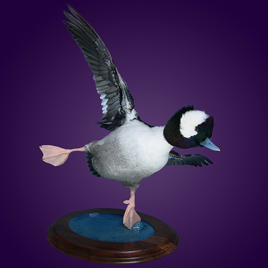 Bufflehead_on_Walnut_Round_Base_low