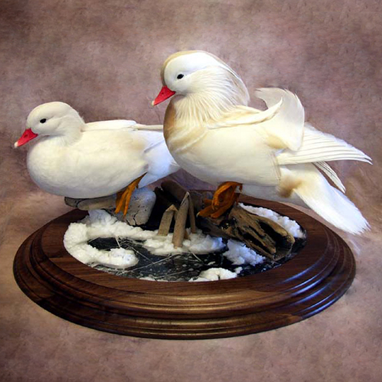 Walnut_Two_Tier_Round_Base_Mounted_White_Mandarins_web