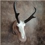 Walnut-Euro-Base-Antelope-Mount