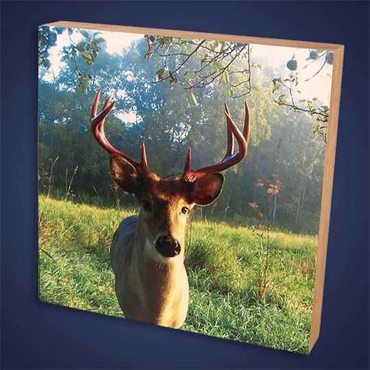11Wood-Photo-Taxidermy-Deer-Photo
