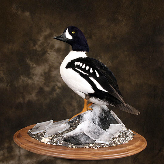 12Goldeneye_professional_taxidermy_mount_on_walnut_oval_base