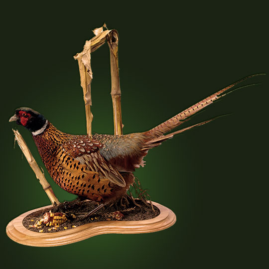 18Multi-Use-Taxidermy-Base-Oak-Pheasant-Mount