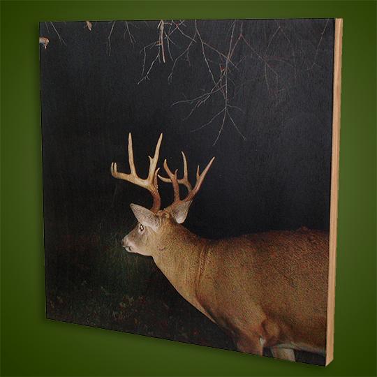 19Wood-Photo-Taxidermy-Nightime-Deer