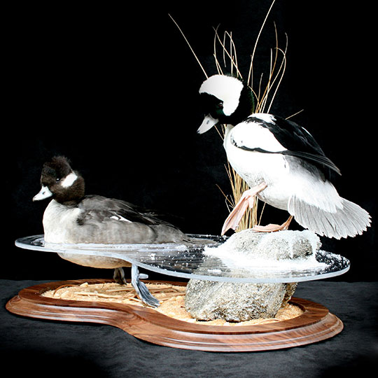 20Multi-Use-Taxidermy-Base-Walnut-Buffleheads-Mount