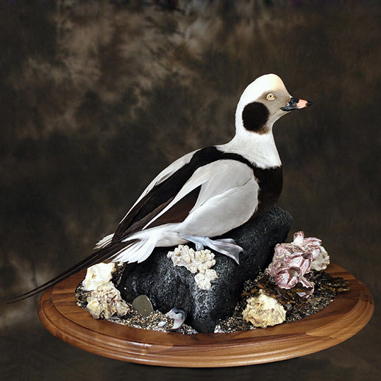 22Old_squaw_professional_taxidermy_mount_on_walnut_oval_base