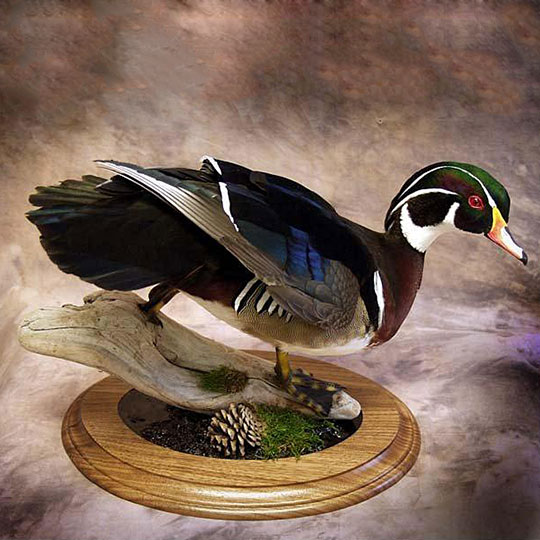 24Oval-Taxidermy-Base-Oak-Duck-2-Mount