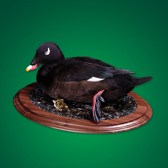 27Oval-Taxidermy-Base-Walnut-Greenback-Mount