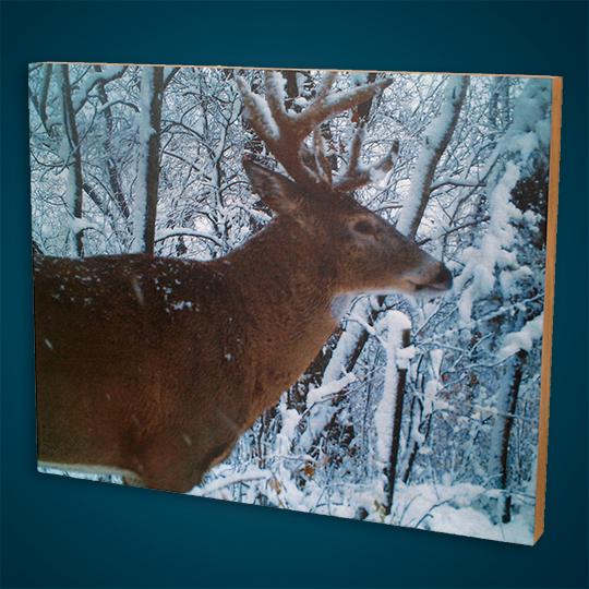27Wood-Photo-Taxidermy-Winter-Deer