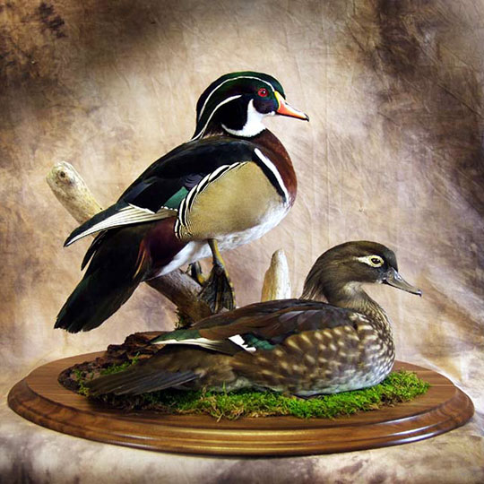 29Oval-Taxidermy-Base-Walnut-Mallards-Mount