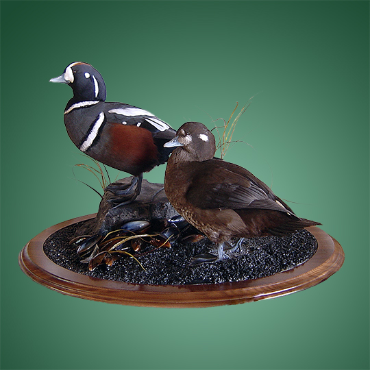 31Oval-Walnut-Taxidermy-Base-Duck-Mount2