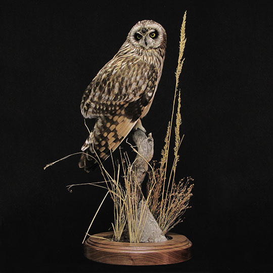 32Owl_professional_taxidermy_mount